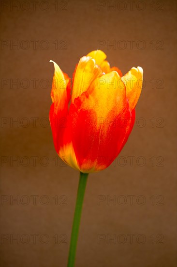 Colorful tulip flower bloom with a colorful background