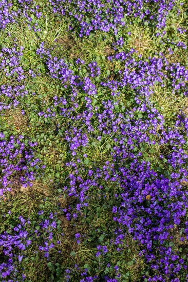 Blooming beautiful colorful fresh natural flowers in view