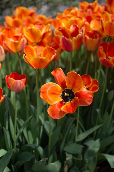 Colorful tulip flowers bloom in the spring garden