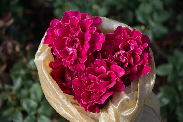 Blooming beautiful bunch of roses in spring garden