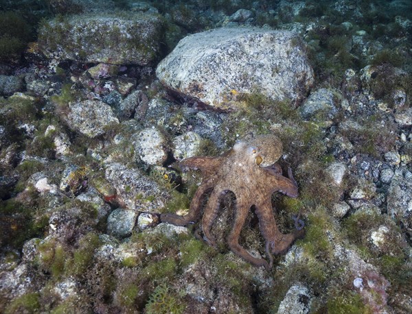 Common octopus