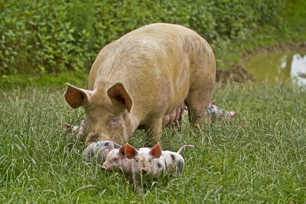 Domestic pig