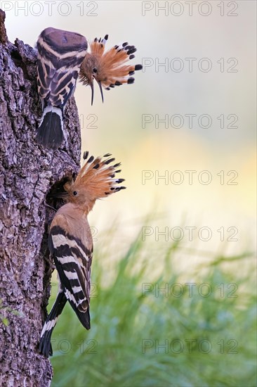 Hoopoe