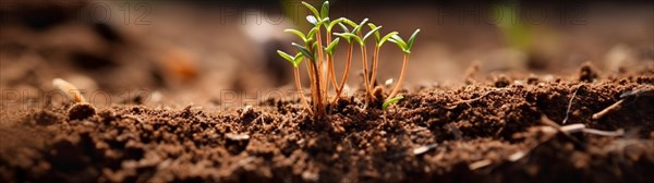 Row of budding sprouts out of moist soil