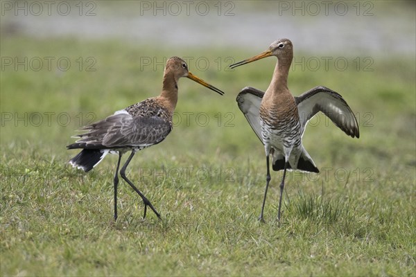 Black-tailed godwits