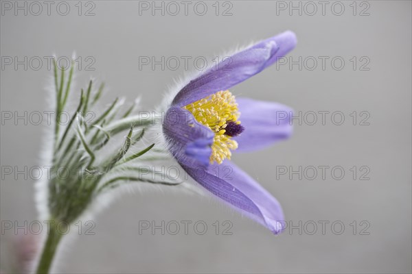 Pasque flower