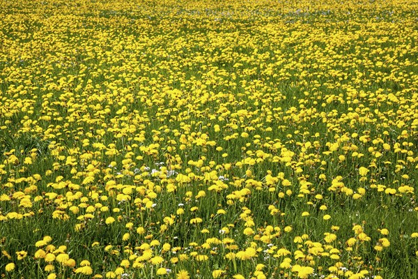 Meadow with flowering common dandelion