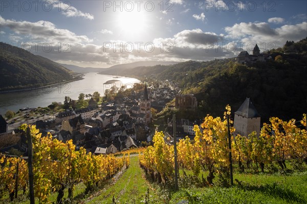 Vineyards in autumn on the river Rhine