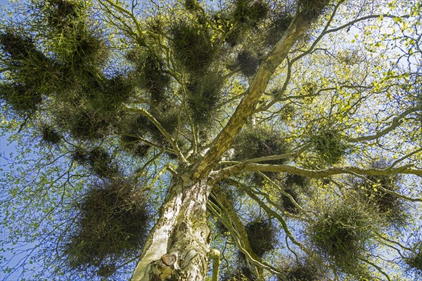 Mistletoe in a birch tree