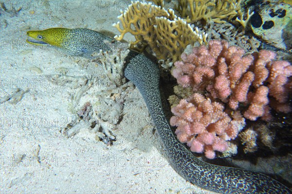 Free-swimming undulated moray