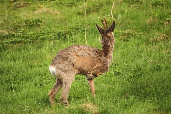 European roe deer