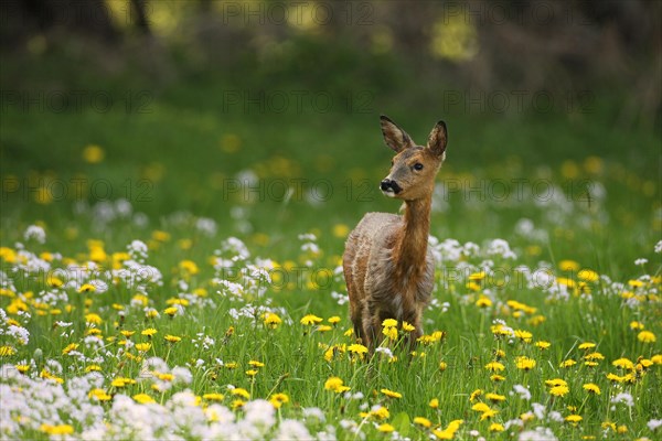 European roe deer