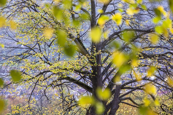 Autumn on the ridge of the Swabian Alb