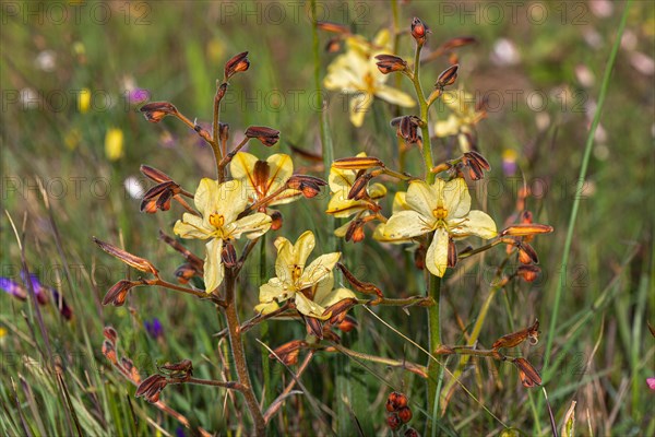 Butterfly Lily