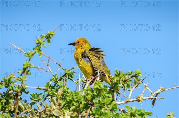 Cape weaver