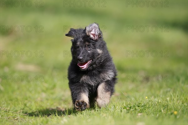 German shepherd domestic dog