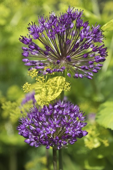 (Allium) aflatunense Purple Sensation in front of Smyrnium perfoliatum, Emsland, Lower Saxony, Germany, Europe