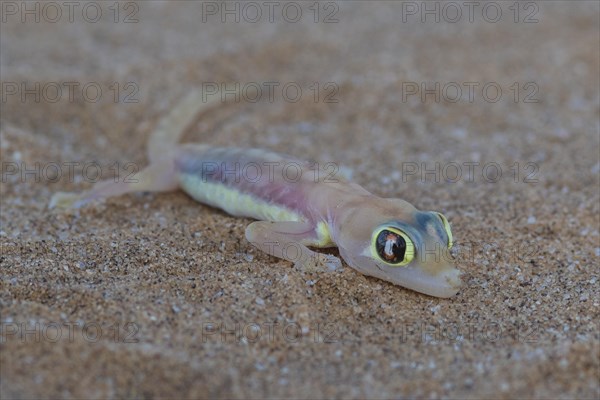 Namib sand gecko