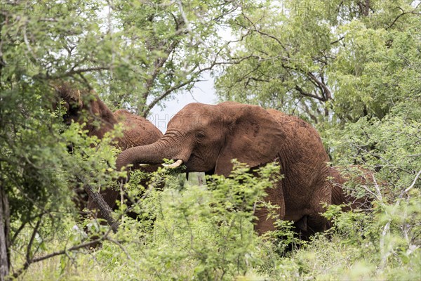 African elephant