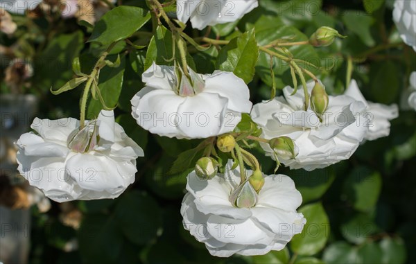 Blooming beautiful bunch of roses in spring garden