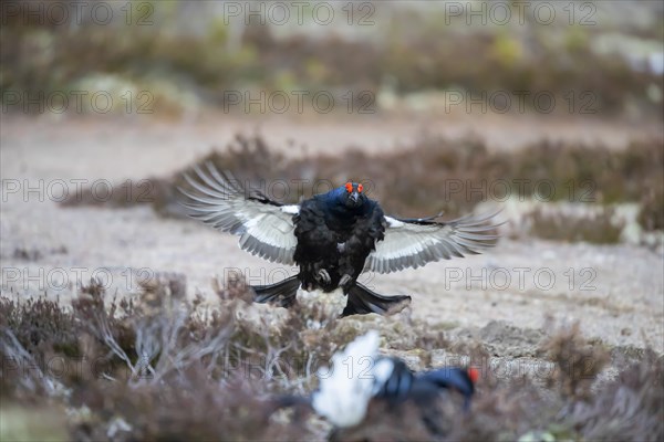 Black grouse