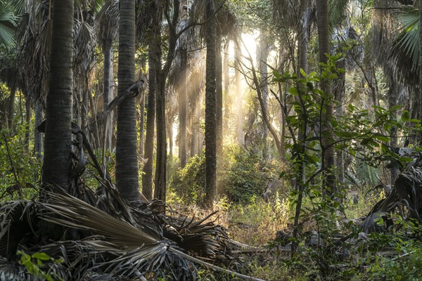 Sunbeams in the jungle