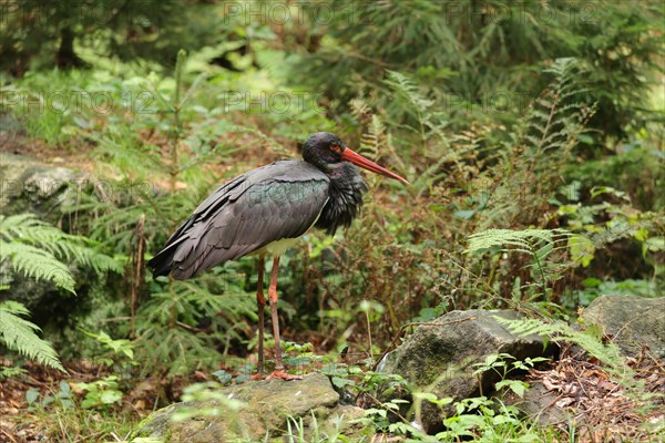 Black stork