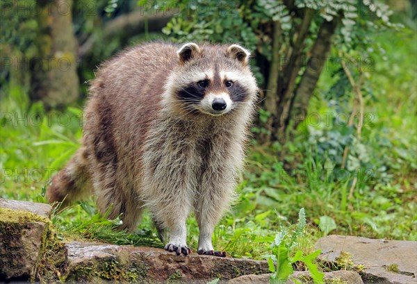 Raccoon