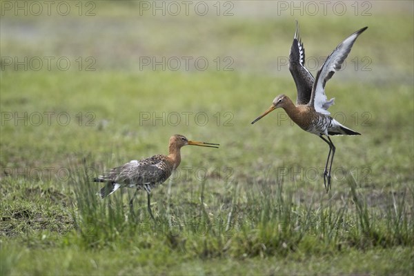 Black-tailed godwits