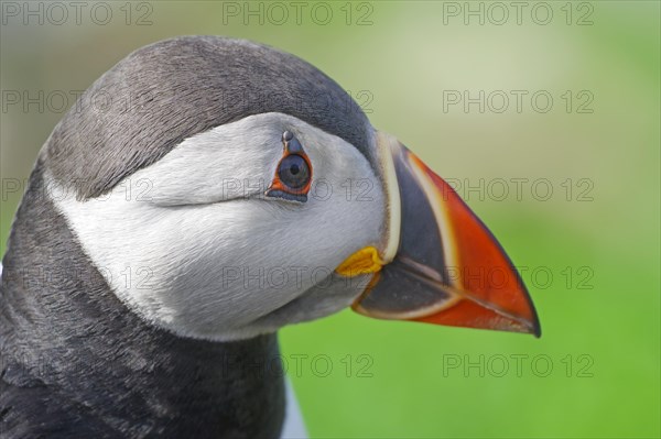 Head of a puffin with coloured beak