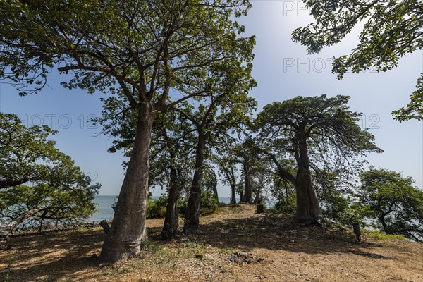 Baobab trees