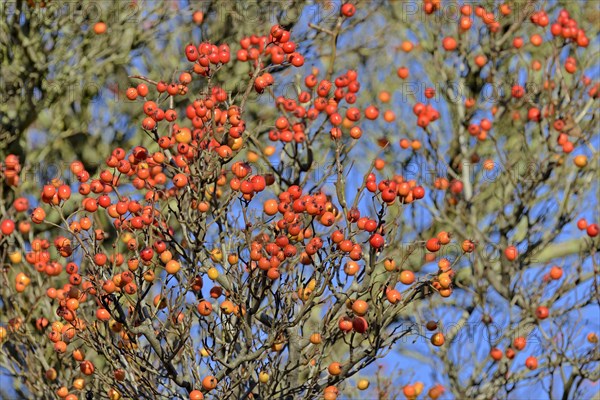 Deciduous tree