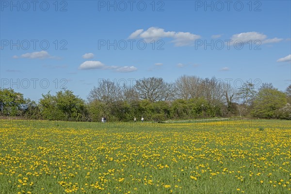 Flower meadow