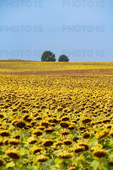 Field with withered sunflowers