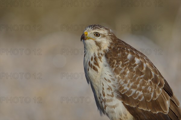 Steppe buzzard