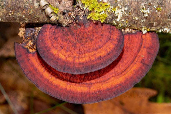 Red-edged tree sponge two red-black fruiting bodies on top of each other on tree trunk