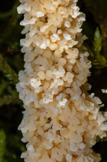 Foam slime mould creamy yellow crusty fruiting body on stalk in front of green moss