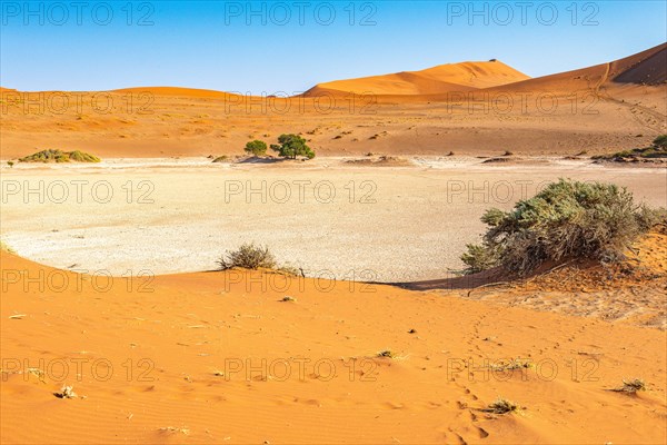 Red Sand Dunes