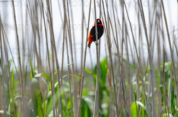 Southern Red Bishop