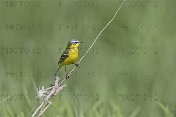 Western yellow wagtail