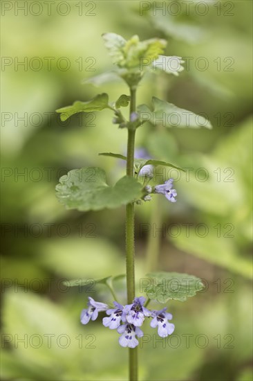 Ground ivy