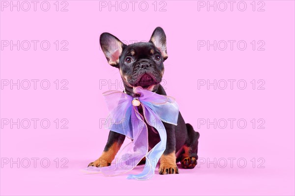 Tan colored French Bulldog dog puppy with pink ribbon