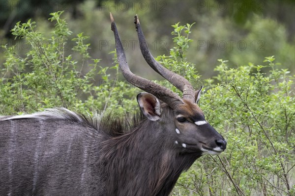 Nyala