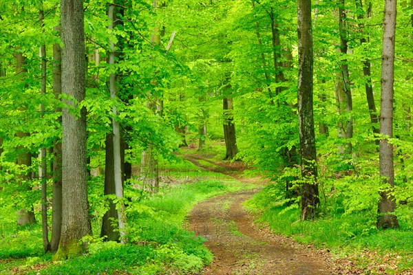 Hiking trail through natural beech forest in spring