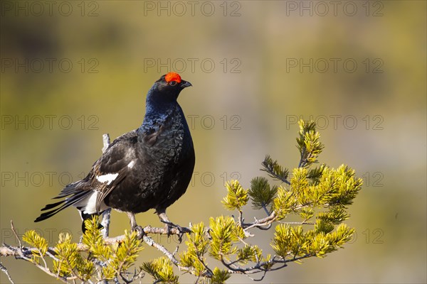 Black grouse