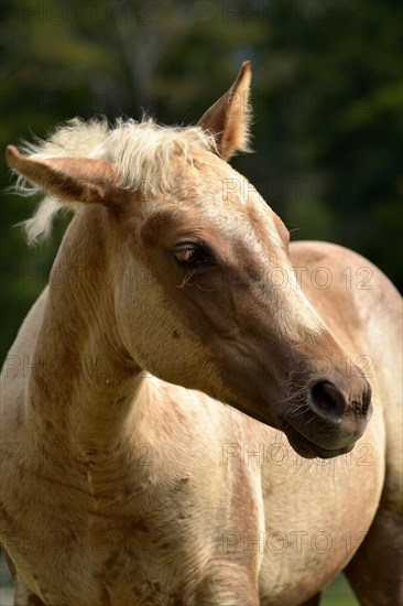 Foal of the Western horse breed American Quarter Horse in the pasture