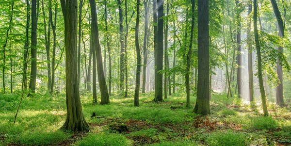 Natural deciduous forest of oaks