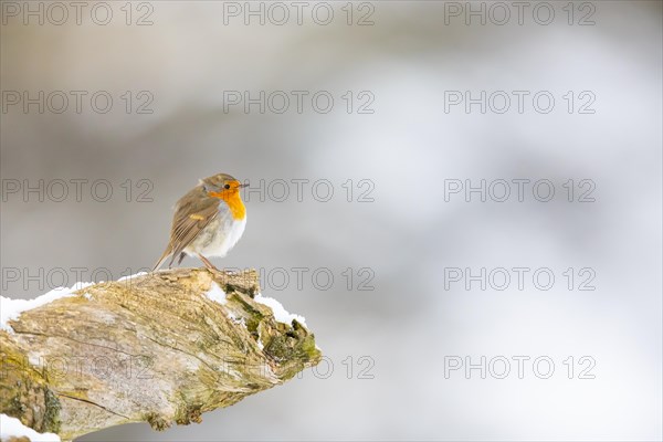 European robin
