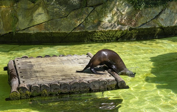 California sea lion