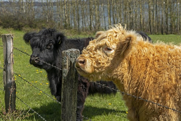 Galloway cattle